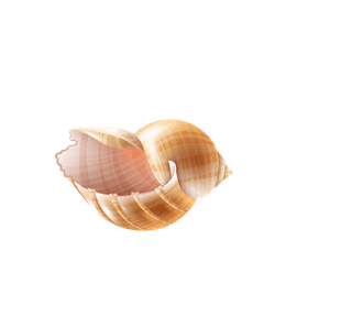 seasnails-seashell-realistic-set-200982