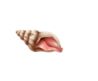 seasnails-seashell-realistic-set-124459