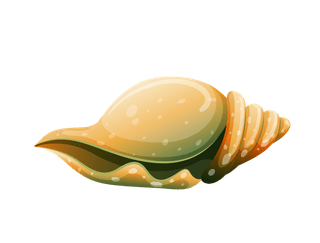 seasnails-shell-collection-on-a-white-background-894793