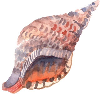 seasnails-watercolor-shell-starfish-cockleshells-decorative-icons-set-isolated-982057