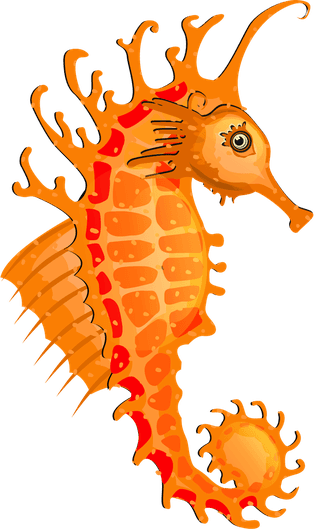 seahorsesseahorse-icons-collection-colorful-cartoon-sketch-529706