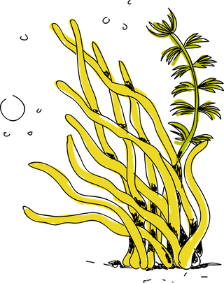 seaweedcolorful-sea-weed-collections-hand-drawn-vector-illustration-526872