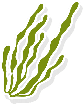 seaweedcolorful-sea-weed-collections-hand-drawn-vector-illustration-246163