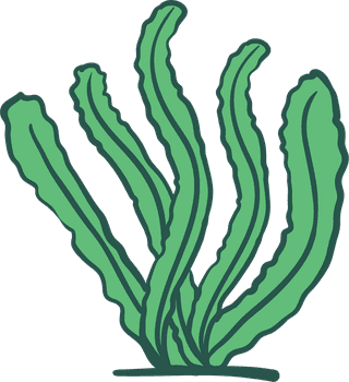 seaweedcolorful-sea-weed-collections-hand-drawn-vector-illustration-951560
