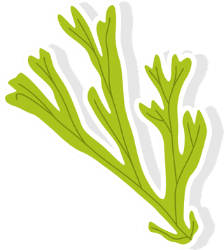 seaweedcolorful-sea-weed-collections-hand-drawn-vector-illustration-626773