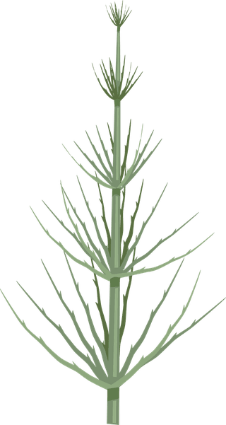 seaweedseaweed-underwater-wildlife-marine-botanical-plants-ocean-315724