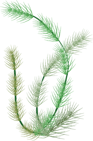 seaweedseaweed-underwater-wildlife-marine-botanical-plants-ocean-475181