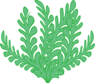 seaweedset-of-underwater-seaweed-icons-on-white-background-744976
