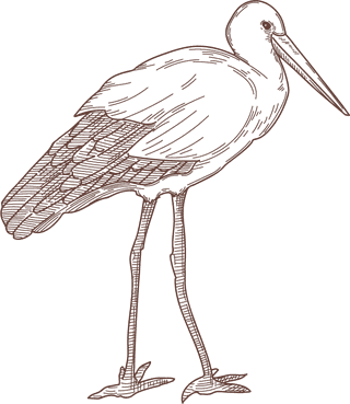 setbird-species-engraved-sketches-illustration-326770