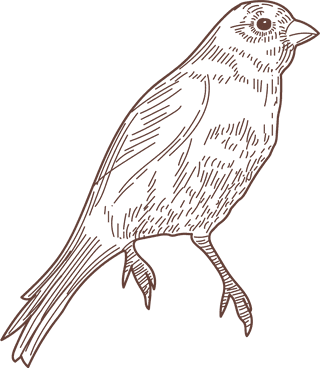 setbird-species-engraved-sketches-illustration-356927