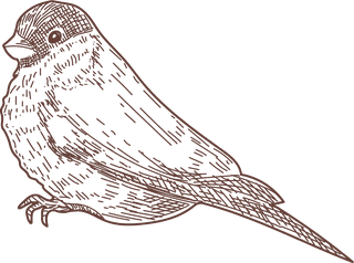 setbird-species-engraved-sketches-illustration-434961