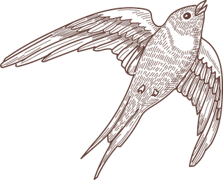 setbird-species-engraved-sketches-illustration-520355