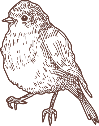 setbird-species-engraved-sketches-illustration-580211
