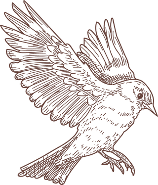 setbird-species-engraved-sketches-illustration-196024