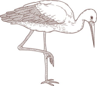 setbird-species-engraved-sketches-illustration-606921