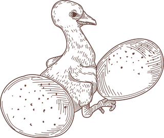 setbird-species-engraved-sketches-illustration-617133
