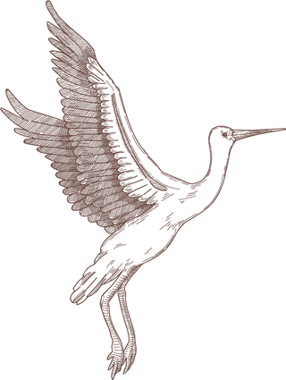 setbird-species-engraved-sketches-illustration-754905