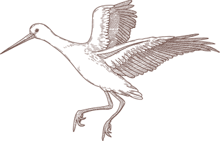 setbird-species-engraved-sketches-illustration-990041