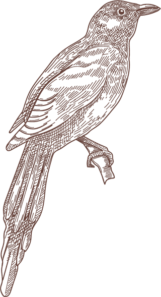 setbird-species-engraved-sketches-illustration-997689