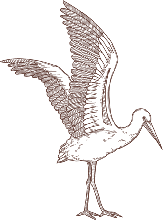 setbird-species-engraved-sketches-illustration-918521