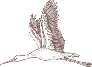 setbird-species-engraved-sketches-illustration-965934