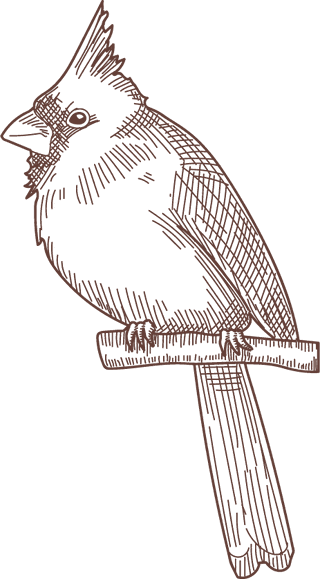 setbird-species-engraved-sketches-illustration-982743