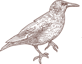 setbird-species-engraved-sketches-illustration-269276
