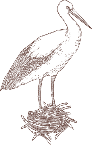 setbird-species-engraved-sketches-illustration-44525
