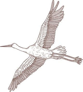 setbird-species-engraved-sketches-illustration-104281