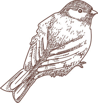 setbird-species-engraved-sketches-illustration-83737