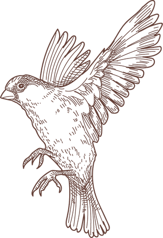 setbird-species-engraved-sketches-illustration-155544