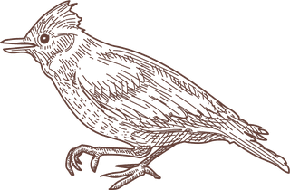 setbird-species-engraved-sketches-illustration-160527