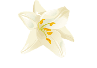 setillustrations-tropical-hibiscus-flowers-648502