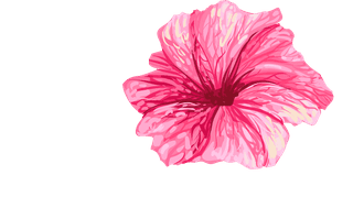 setillustrations-tropical-hibiscus-flowers-844389
