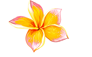 setillustrations-tropical-hibiscus-flowers-710059