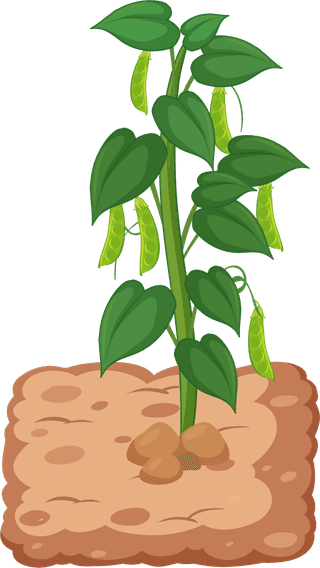 setof-garden-growing-elements-vector-illustration-921856
