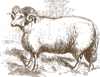 sheepvintage-sheep-illustrations-478427