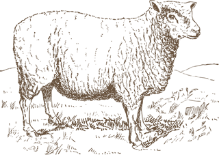 sheepvintage-sheep-illustrations-787323