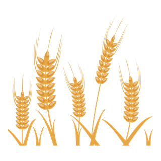 simplegolden-wheat-illustrations-elements-733217
