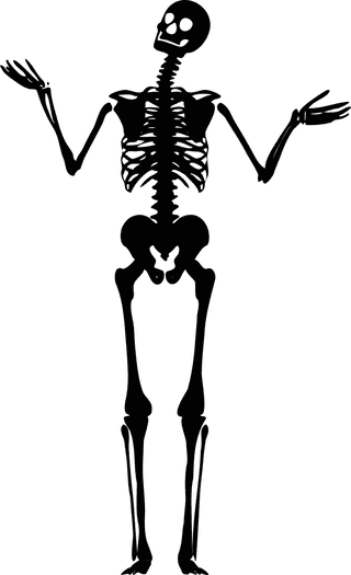 skeletonvector-human-skeletons-set-811990