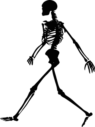 skeletonvector-human-skeletons-set-844549