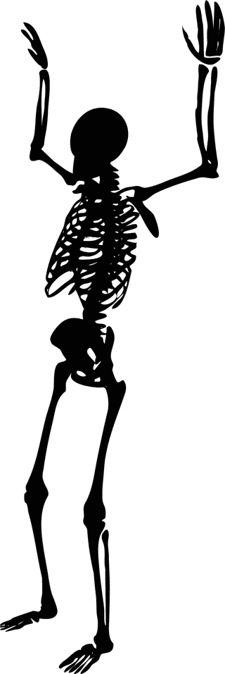 skeletonvector-human-skeletons-set-792760