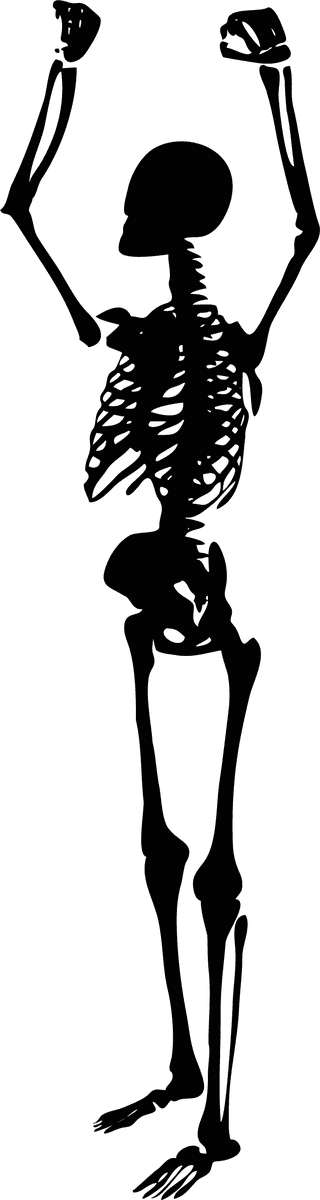 skeletonvector-human-skeletons-set-77281