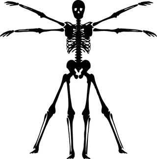 skeletonvector-human-skeletons-set-34937