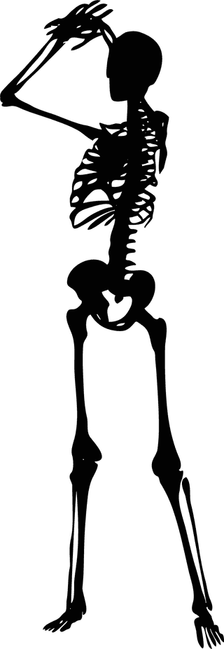 skeletonvector-human-skeletons-set-505217