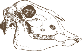 skullbones-vintage-sheep-illustrations-182329