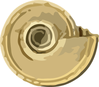 snailshell-seafood-crustacean-pattern-vector-463661