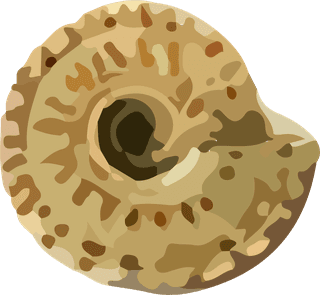snailshell-seafood-crustacean-pattern-vector-51406