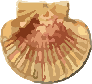 snailshell-seafood-crustacean-pattern-vector-614564