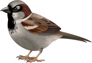 sparrowbirds-nest-set-with-editable-text-realistic-images-birds-with-wild-390872